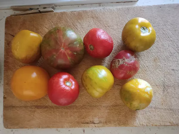 Tomates de différentes couleurs 