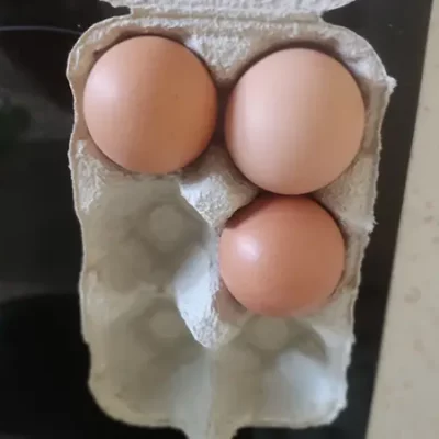 œufs