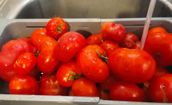 Laver les tomates.